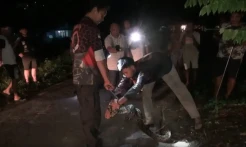 Ngeri! Ular Piton 3 Meter Masuk Kompleks Perumahan, Resahkan Warga