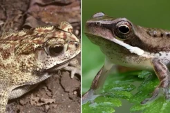 Ini Perbedaan Katak dan Kodok yang Jarang Diketahui