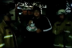 Bersarang di Rumah Warga, Kobra 2 Meter Ditaklukkan Petugas Damkar
