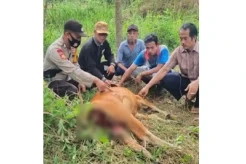 Menakutkan! Harimau Terkam dan Makan Seekor Sapi di Batanghari Jambi