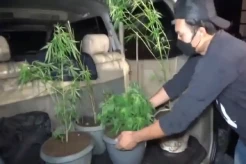 Gerebek Rumah di Sukabumi, Polisi Temukan 16 Pohon Ganja