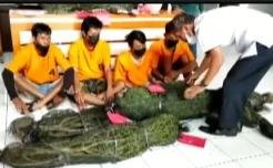Petani Lahat Dibekuk Polisi Tanam Ganja di Ladang Cabai