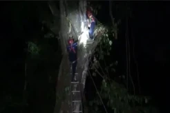 Penebang Pohon Berusia 70 Tahun Tewas di Ketinggian 20 Meter