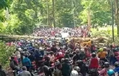 Pohon Tumbang Tutup Jalur Jember-Bondowoso, Pengendara Terjebak Macet 2 Jam