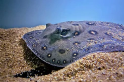 Ilmuwan Ajari Ikan Pari dan Cichlids Berhitung, Hasilnya Mengejutkan!