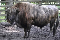 Mengenal Beefalo, Hewan Hasil Perkawinan Sapi dan Kerbau