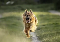 Musim Kawin Anjing, Ini Tanda-Tanda yang Perlu Diperhatikan