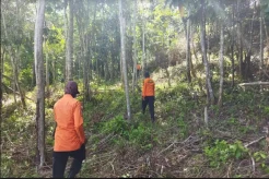 Pria di Konawe Hilang Misterius dalam Hutan, Tim SAR Lakukan Pencarian
