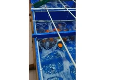 Polda Jambi Amankan Ribuan Benih Lobster di Batanghari