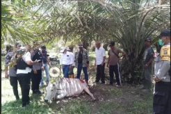 Warga Simalungun Resah Harimau Masuk Permukiman dan Serang Ternak