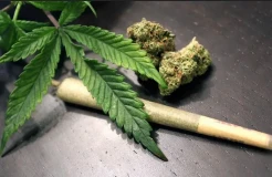 Tanam 37 Pohon Ganja di Rumah, Kakak Beradik di Cimahi Lebaran di Penjara