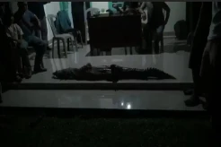 Gawat! Buaya Sepanjang 2,1 Meter Lepas dari Penangkaran Gegerkan Warga Tanjungsari Banyuasin