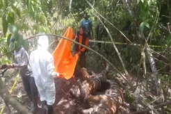 Memilukan! 3 Harimau Sumatera Kembali Ditemukan Tewas Terkena Jerat Babi