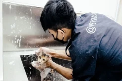 Berkah Mudik, Bisnis Jasa Penitipan Hewan Panen Cuan