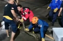 Damkar Makassar Evakuasi Ular Piton 7 Meter di Area Pemukiman