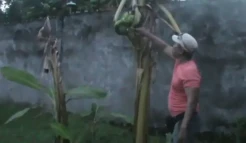 Unik dan Langka! Jantung Pisang Tumbuh di Tengah Batang, Diyakini Bisa Jadi Obat