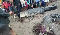 Ngeri! Penampakan 2 Buaya Raksasa yang Ditangkap Usai Menyerang Warga Bangka Selatan