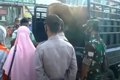 Cegah Wabah PMK, Aceh Barat Lockdown Hewan Ternak di Pintu Masuk