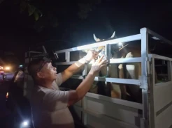 Cegah Penyebaran PMK, Hewan Ternak Masuk ke Lutra Wajib Diperiksa