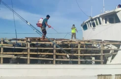 Dinyatakan Sehat-Bebas PMK, Kerbau Asal NTT Diperbolehkan Masuk Jeneponto