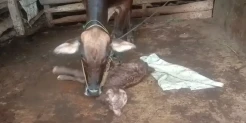Anak Sapi Berkepala Dua Bermata 4 Gegerkan Pringsewu