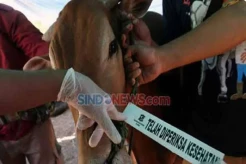 Pemkab Deliserdang Bentuk Tim Antisipasi Penyakit Mulut dan Kuku