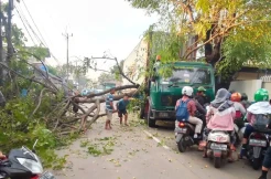 Pohon Tumbang Timpa Truk Peti Kemas di Neglasari Tangerang