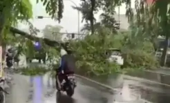 Hujan dan Angin Terjang Medan, Pohon Tumbang Timpa Mobil