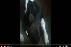 Belasan Sapi Perah di Desa Panditan Pasuruan Mati Mendadak, Diduga Terserang PMK