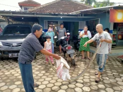 Ular Sanca Kembang 3 Meter Terperangkap di Selokan, Nyaris Terkam Warga