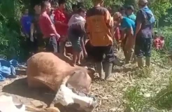 Update PMK di Ponorogo: 8 Sapi Dikubur 1 Lubang, Total 473 Mati dan 4.716  Terpapar