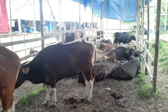 Penjualan Sapi Kurban di Karawang Laris Manis di Tengah Wabah PMK