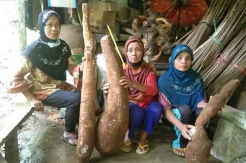 Petani Kulonprogo Panen Singkong Raksasa Seberat 60 Kilogram