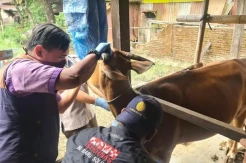 Jelang Idul Adha, Puskeswan Maros Gencar Lakukan Pemeriksaan