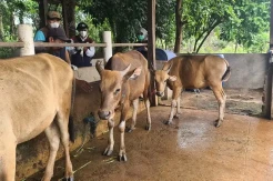 Hasil Lab BBVeteriner Pastikan Kematian Sapi di Maros Negatif Antraks