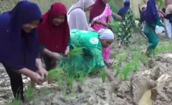 Warga Madina Tanami Padi dan Tabur Lele di Jalan Mirip Kubangan Kerbau
