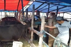 Pemeriksaan Kesehatan Hewan Kurban di Parepare Diperketat Jelang Idul Adha