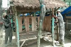 Sedang Asyik Berbuat Terlarang di Gubuk Cinta, 4 Pasangan Mesum Panik Digerebek Satpol PP
