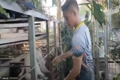 Pasar Hewan Ditutup sejak PMK, Penjualan Sapi dan Kambing di Boyolali Turun Drastis