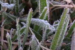 Dieng Membeku Diselimuti Salju, Suhu Ekstrem Minus 1 Derajat Celcius