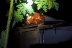 Tawon Beracun Resahkan Warga, Petugas Pemadam Kebakaran Langsung Lakukan Evakuasi