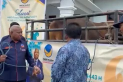 Hari Raya Idul Adha, NasDem Papua Barat Salurkan 63 Sapi Kurban ke 11 Daerah