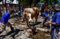 Kemenag Bulukumba Catat 1.454 Hewan Kurban Idul Adha 2022