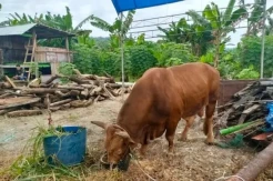 Sapi 1 Ton Milik Jokowi Dikurbankan di Kepulauan Selayar