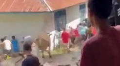 Sapi Ngamuk saat Hendak Disembelih, Seorang Ibu Cedera Terinjak