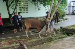 Kejari Luwu Timur Sembelih 1 Sapi dan 2 Kambing Kurban
