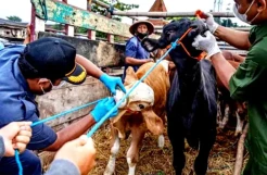 Pemprov Sulsel Siapkan Kompensasi Ternak Tertular PMK