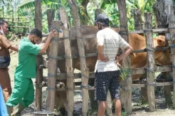 Kabupaten Sidrap Zona Hijau Kasus Penyakit Mulut dan Kuku