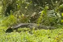 Horor! Buaya Sepanjang 3 Meter Muncul di Permukiman Warga Wanompiki Muna