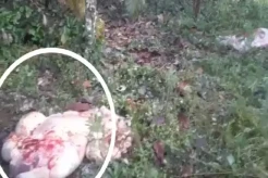 3 Ekor Sapi Warga Pesawaran Dijagal Pencuri, Hanya Tersisa Isi Perut